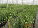 [test greenhouse1.JPG]